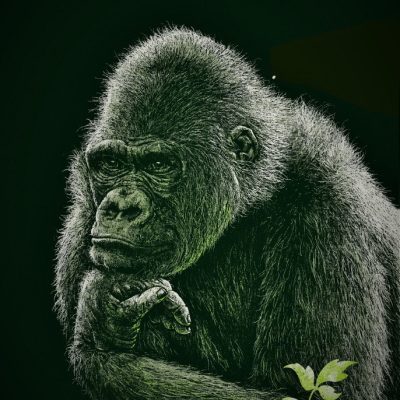 Gorilla unter 400 kb (2)